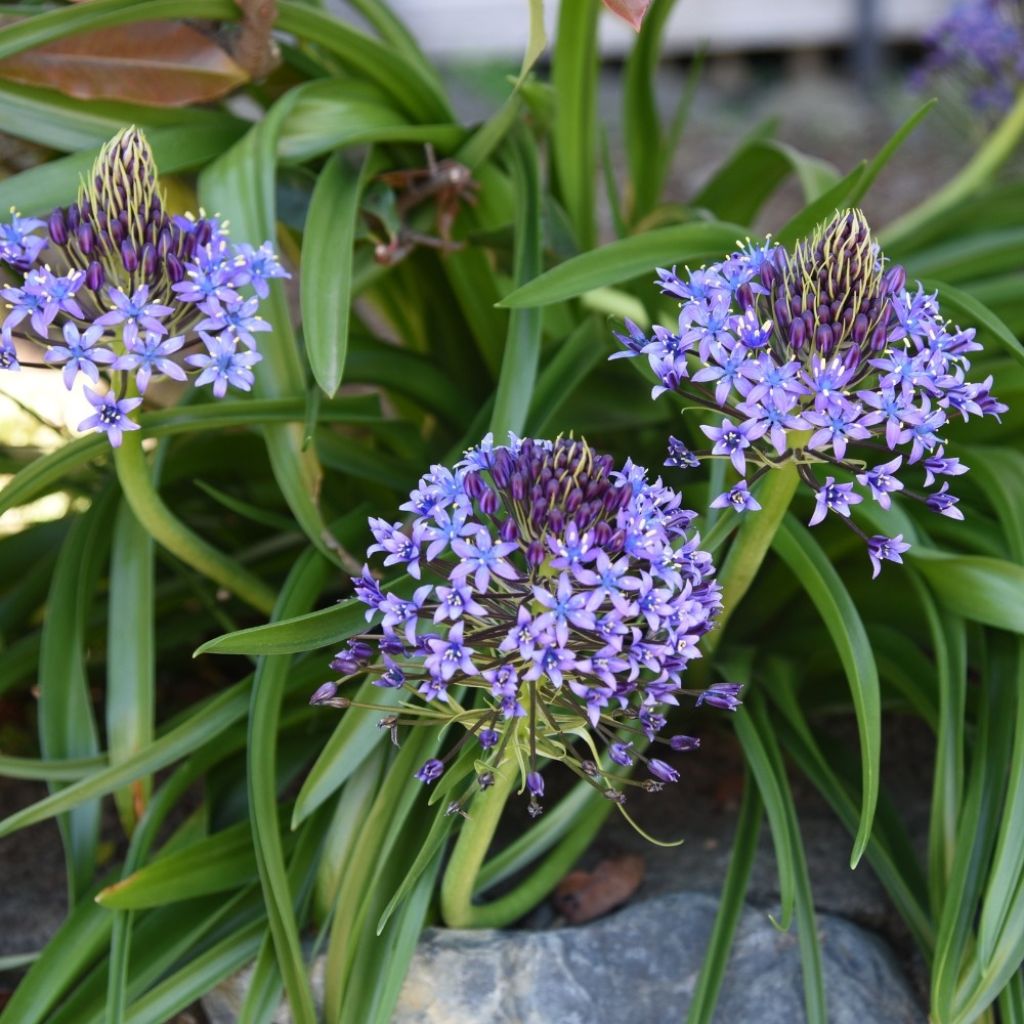Isosinililja - Scilla peruviana