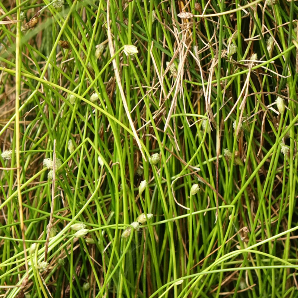 Scirpus ou isolepis cernua cernuus Fiber Optic Grass