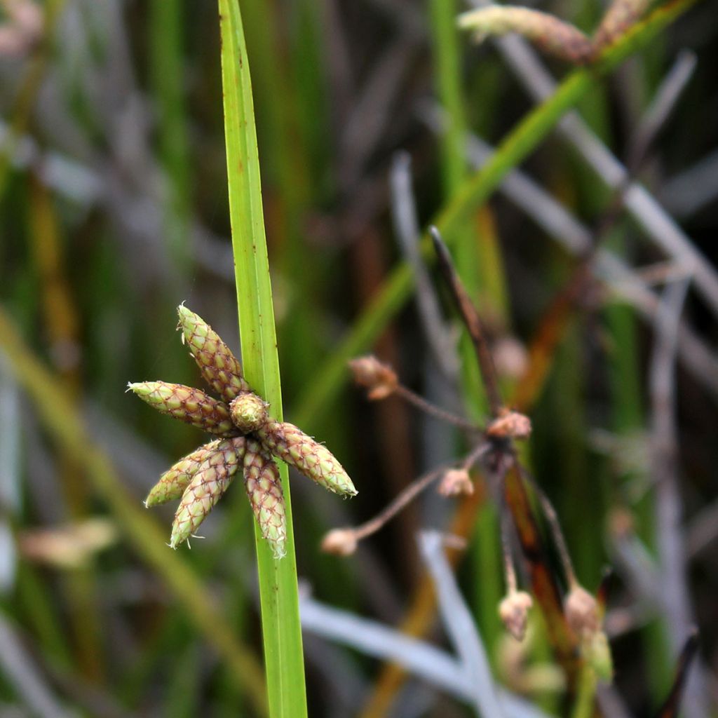 Kaisla - Scirpus mucronatus