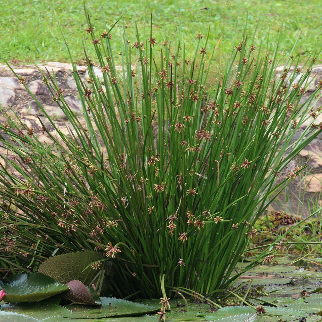 Kaisla - Scirpus mucronatus