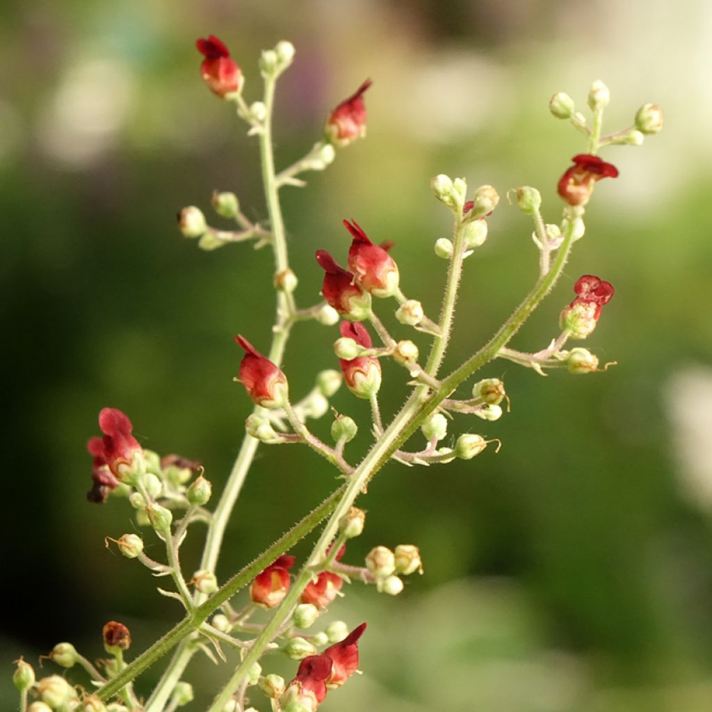 Rantasyyläjuuri Variegata
