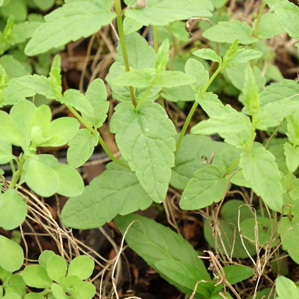 Vuohennokka - Scutellaria scordiifolia