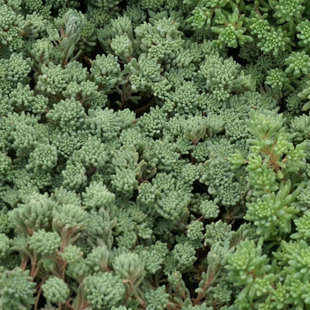 Lyydianmaksaruoho Glaucum