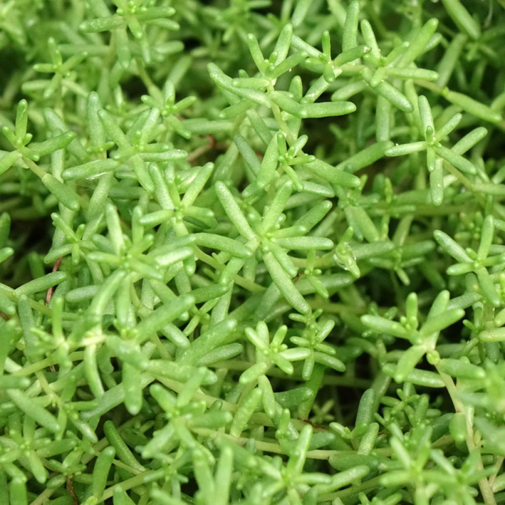 Valkomaksaruoho - Sedum album var. murale