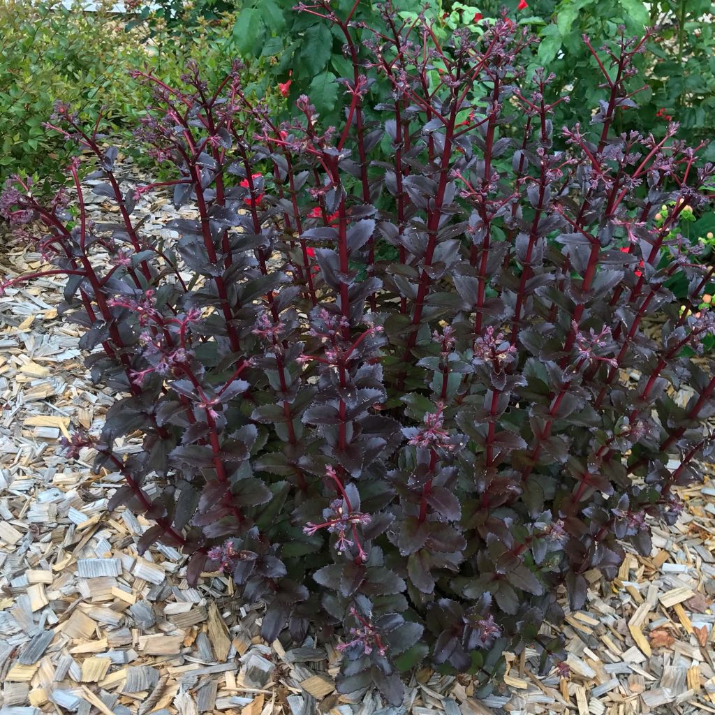 Syysmaksaruoho Black Knight