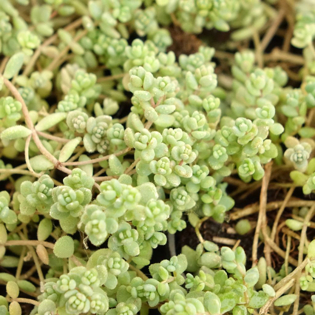 Nukkamaksaruoho - Sedum dasyphyllum
