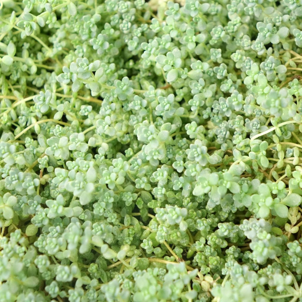 Nukkamaksaruoho - Sedum dasyphyllum