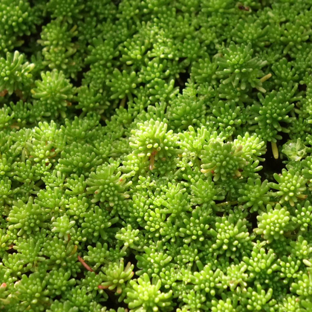 Lyydianmaksaruoho Glaucum
