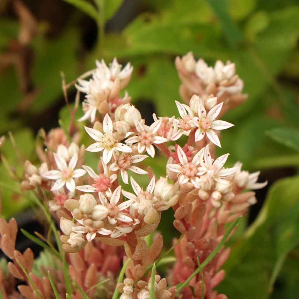 Lyydianmaksaruoho Glaucum