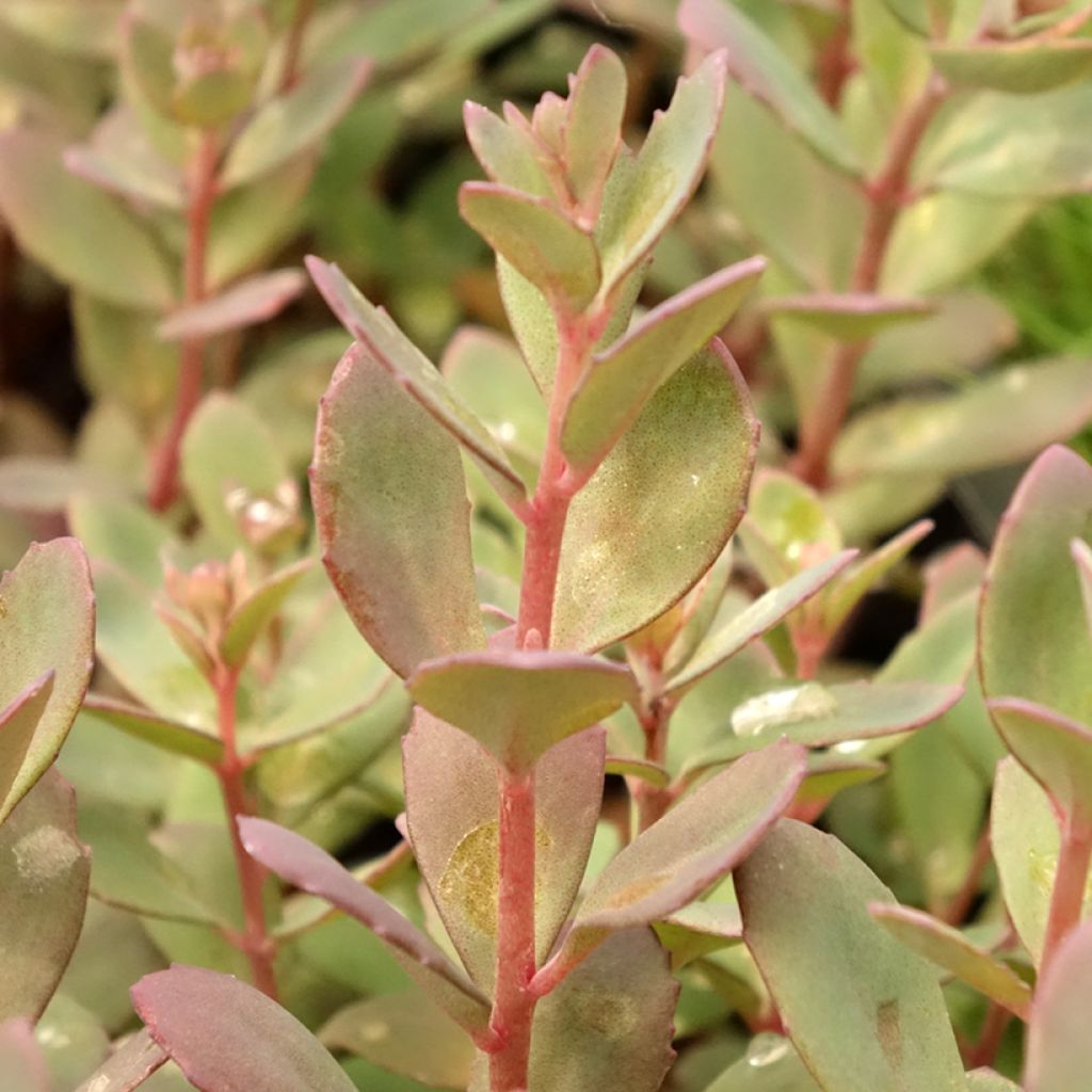 Syysmaksaruoho Sunsparkler Plum Dazzled