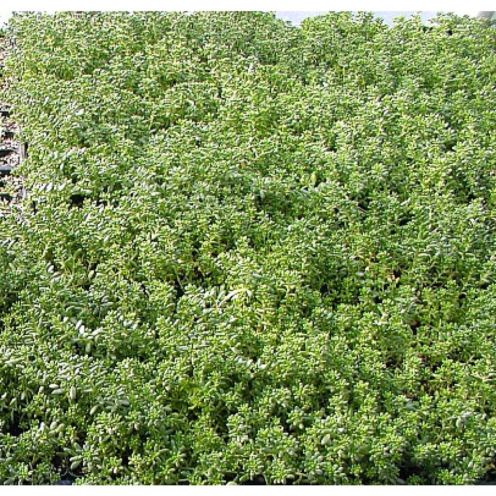 Valkomaksaruoho - Sedum album var. murale