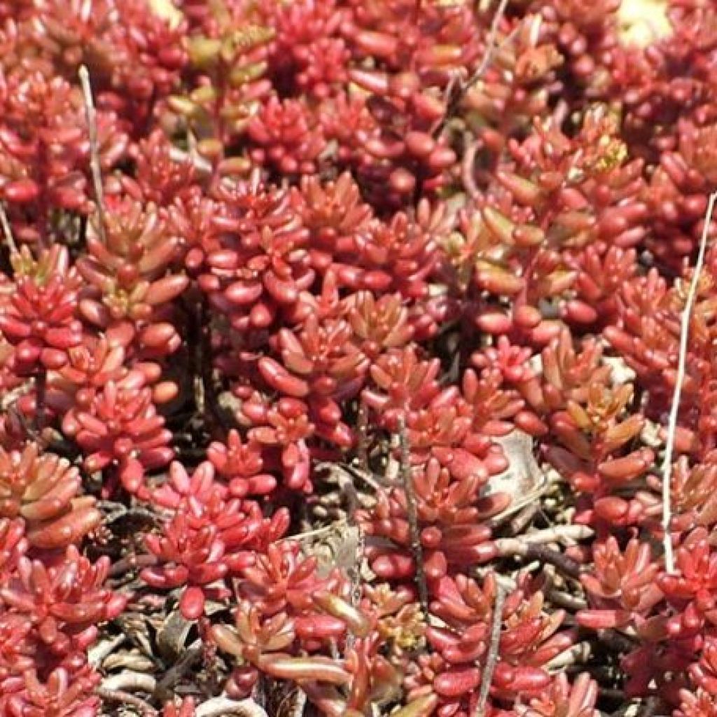 Valkomaksaruoho - Sedum album var. murale