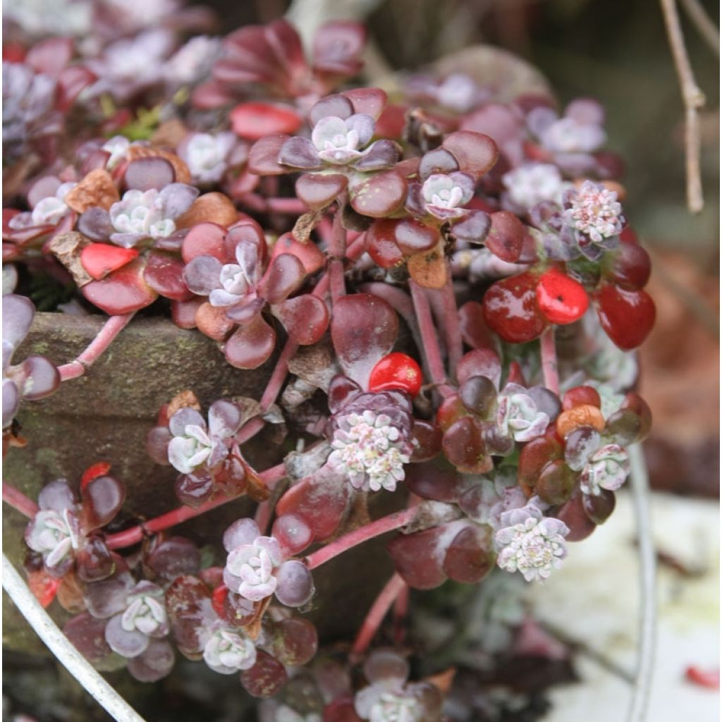 Lusikkamaksaruoho Purpureum