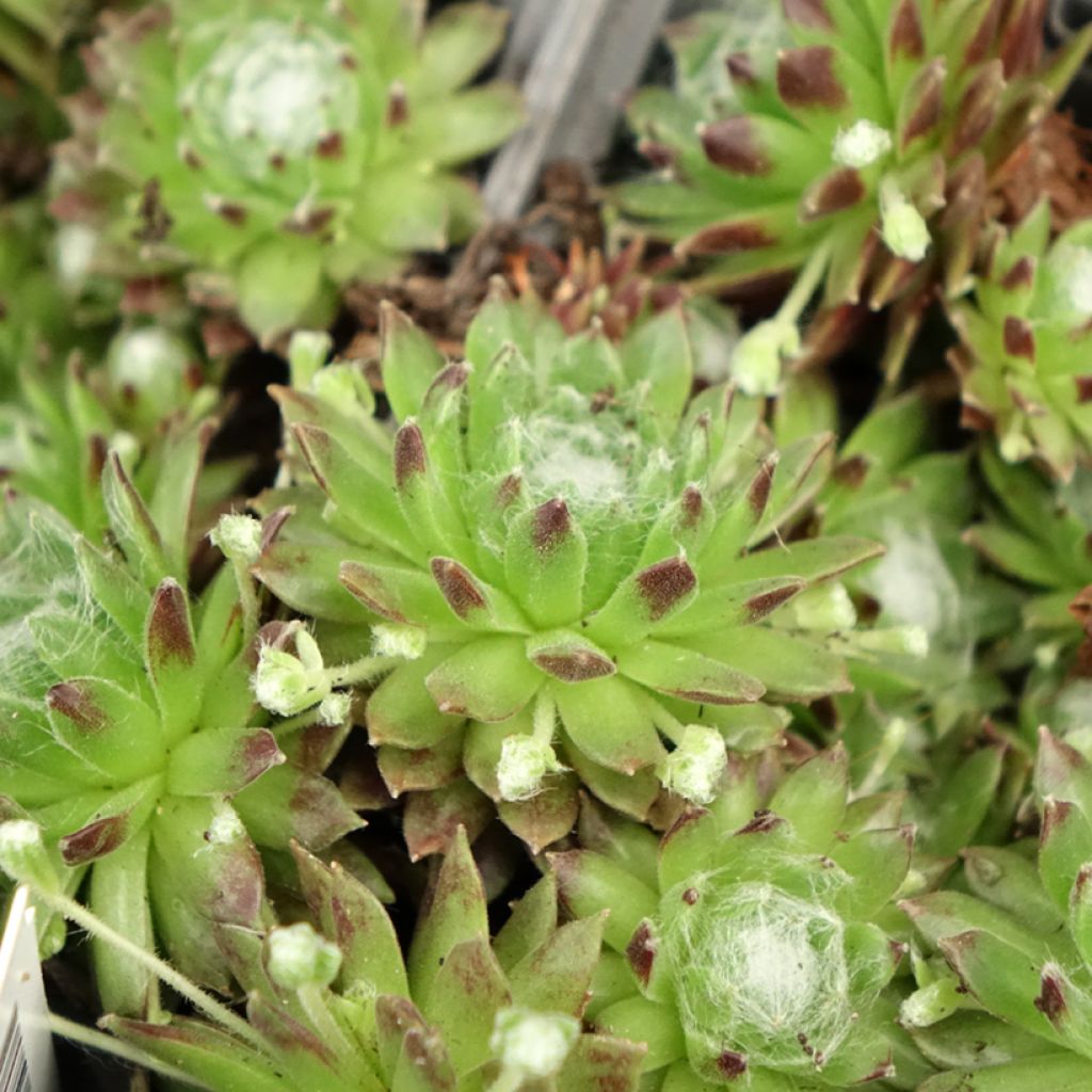 Seittimehitähti - Sempervivum arachnoideum
