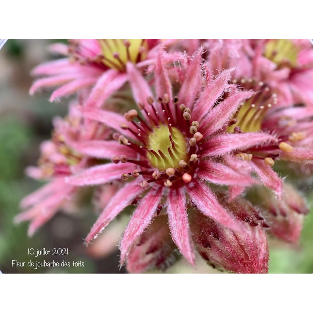 Kattomehitähti - Sempervivum tectorum