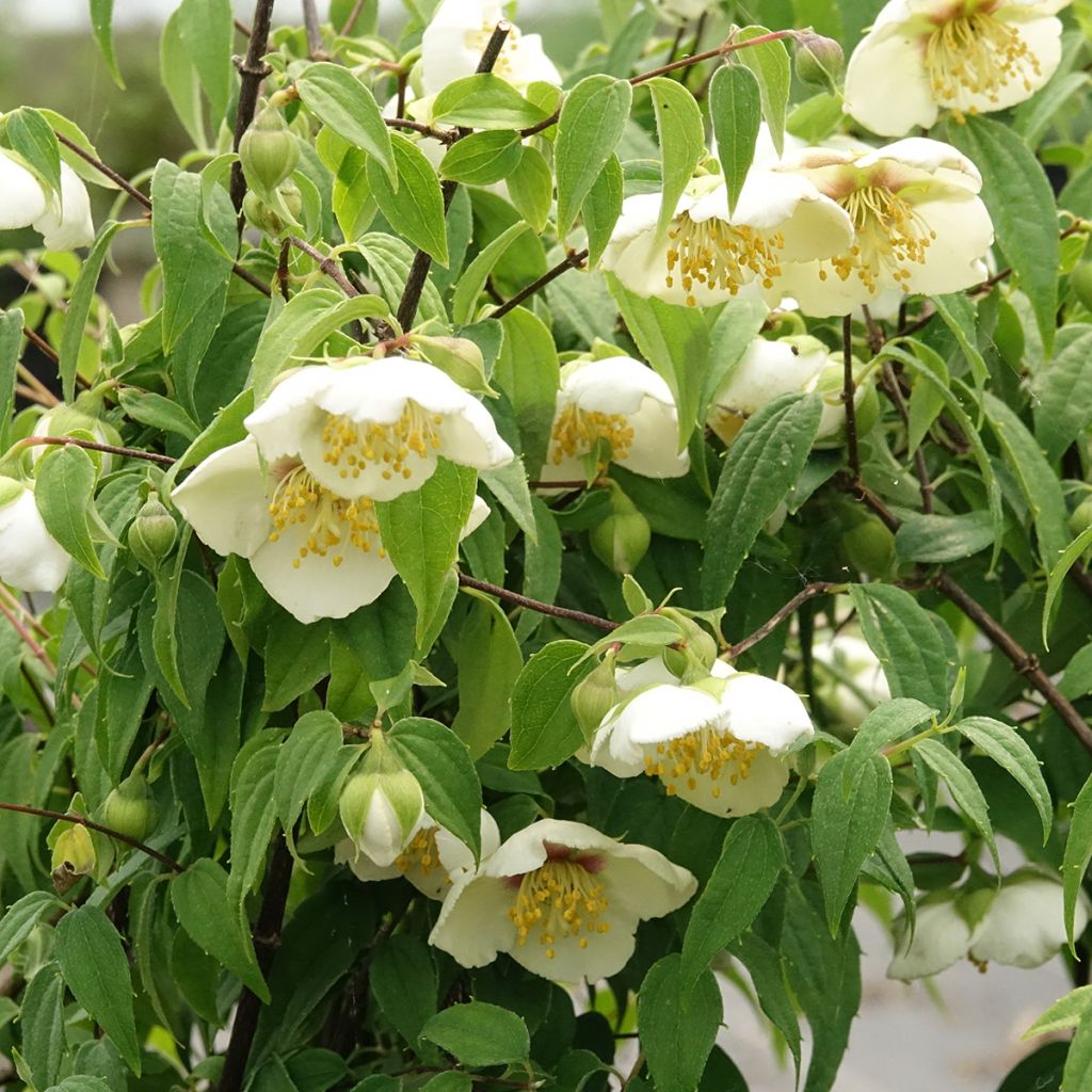 Jasmikkee - Philadelphus mexicanus