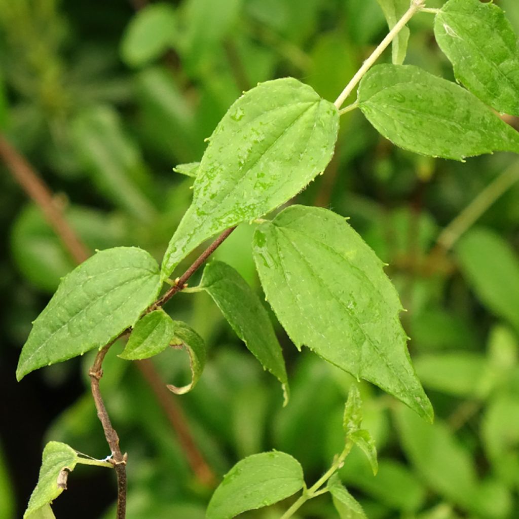 Jasmikkee - Philadelphus mexicanus