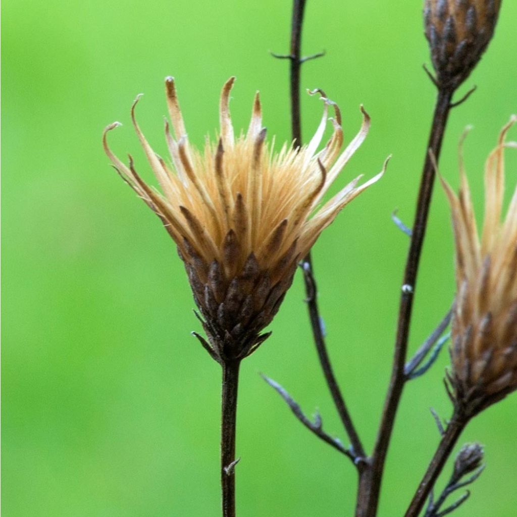 Liuskalääte - Serratula tinctoria subsp. seoanei