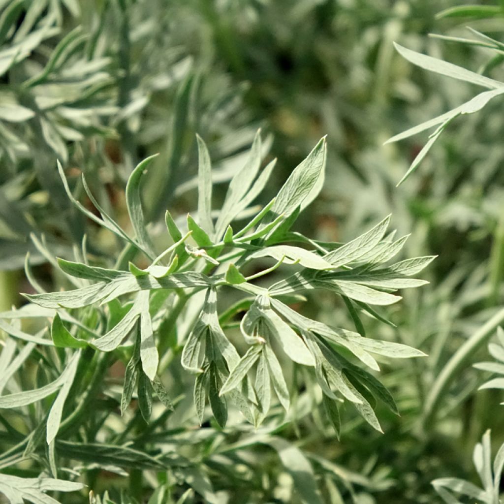 Seseli gummiferum