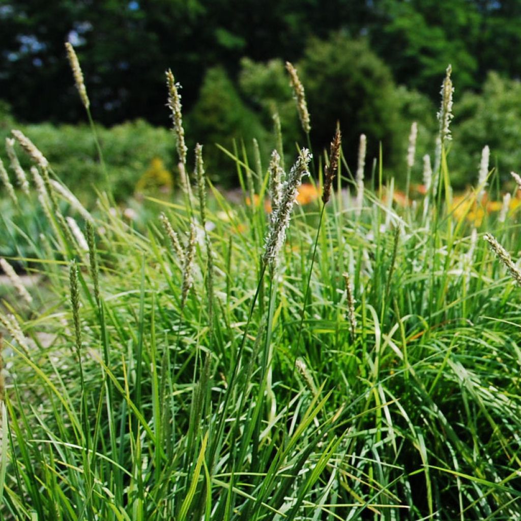 Lupikka - Sesleria autumnalis