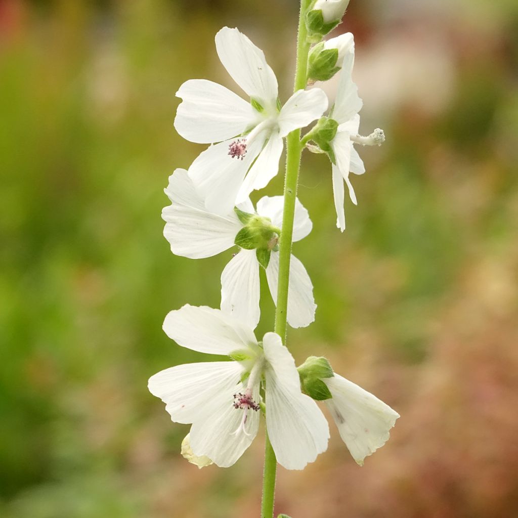 Valkojalomalva - Sidalcea candida