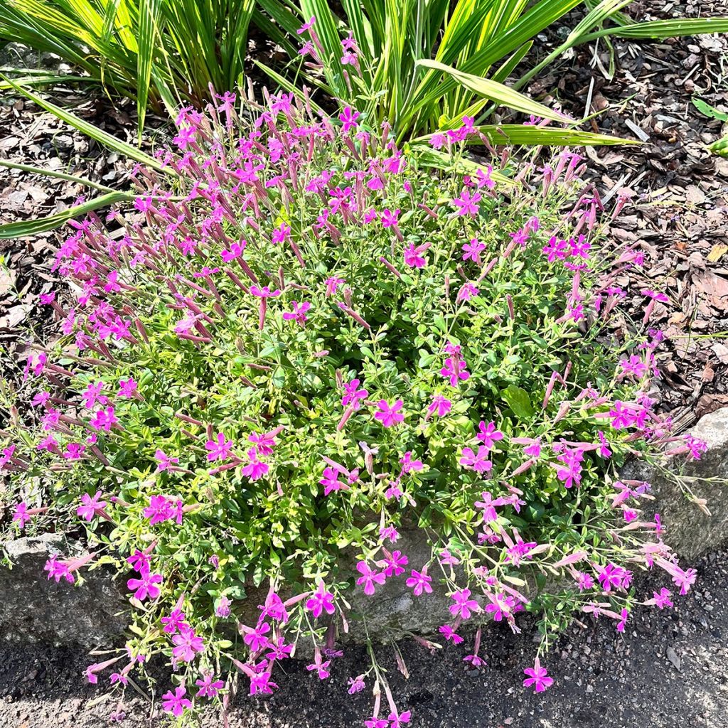Syyskohokki - Silene schafta