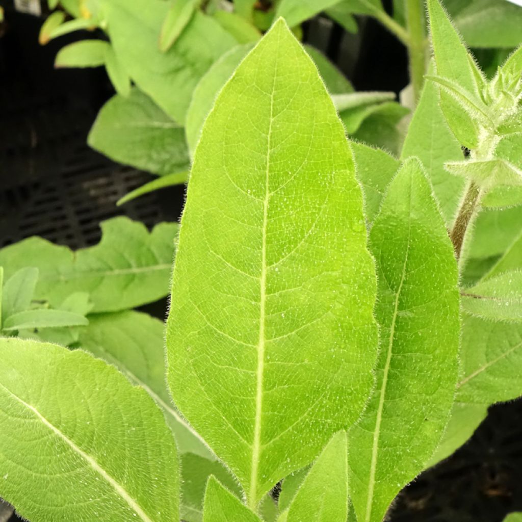 Silphium mohrii