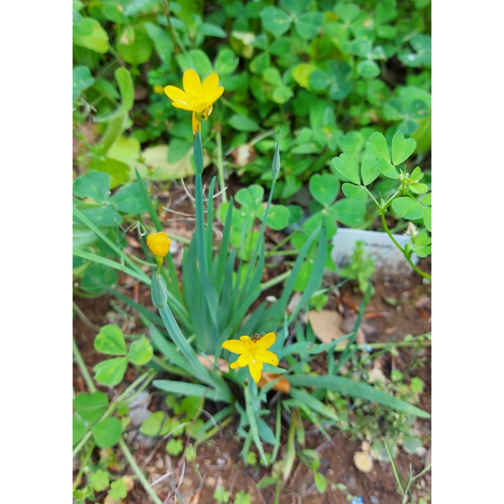 Silmiö - Sisyrinchium californicus