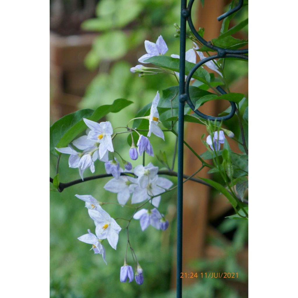 Solanum jasminoides Sininen