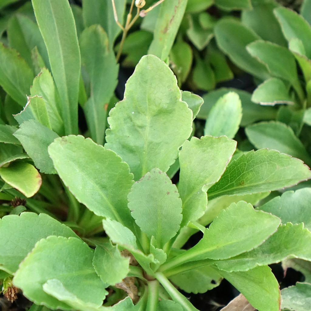Pikkupiisku - Solidago cutleri