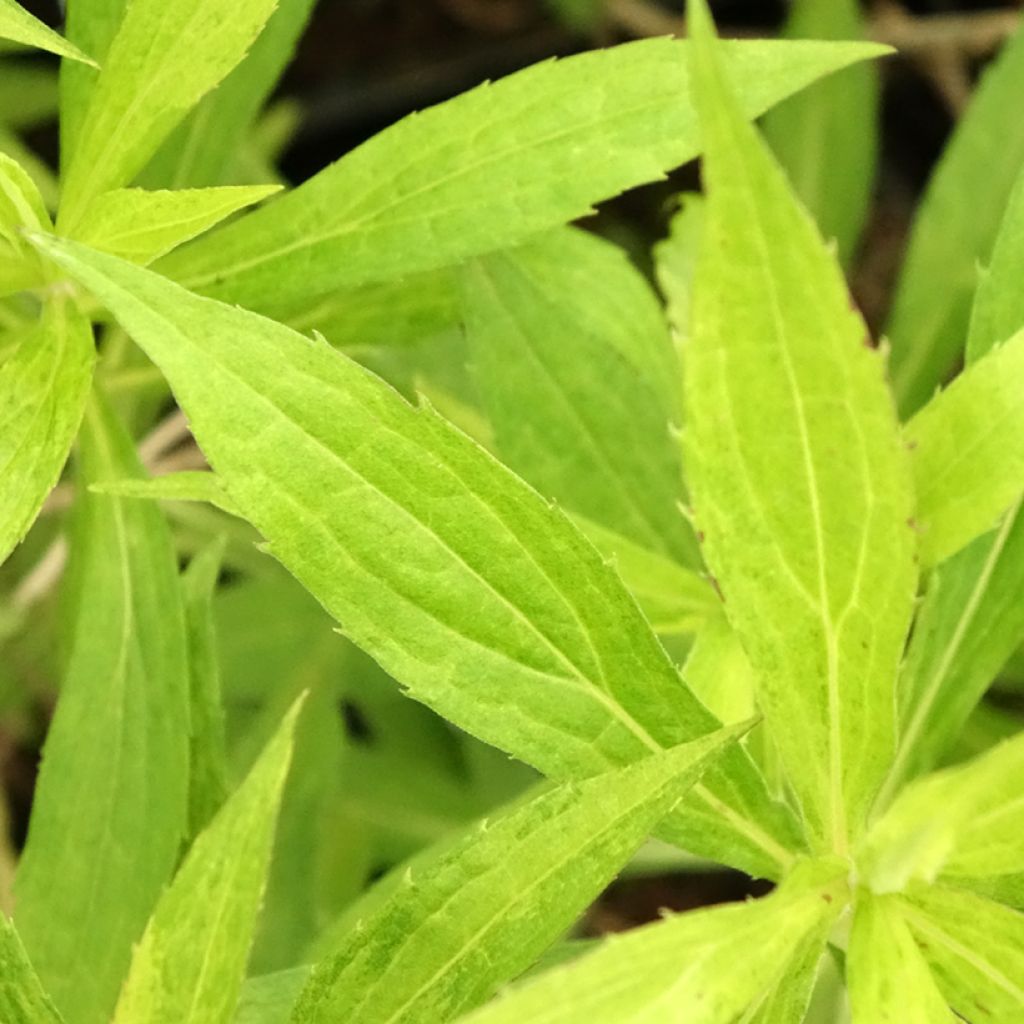 Tarhapiisku Golden Mosa