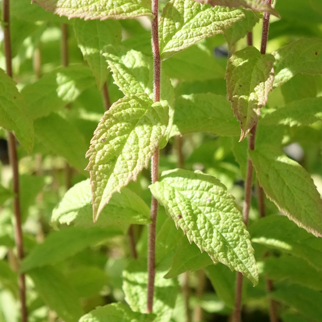 Nuokkupiisku - Solidago rugosa