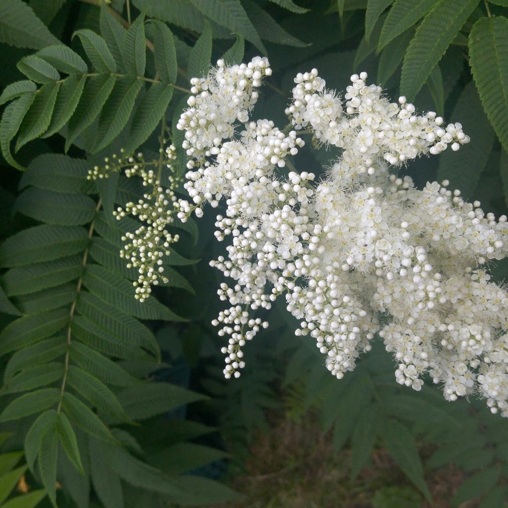 Viitapihlaja-angervo - Sorbaria sorbifolia