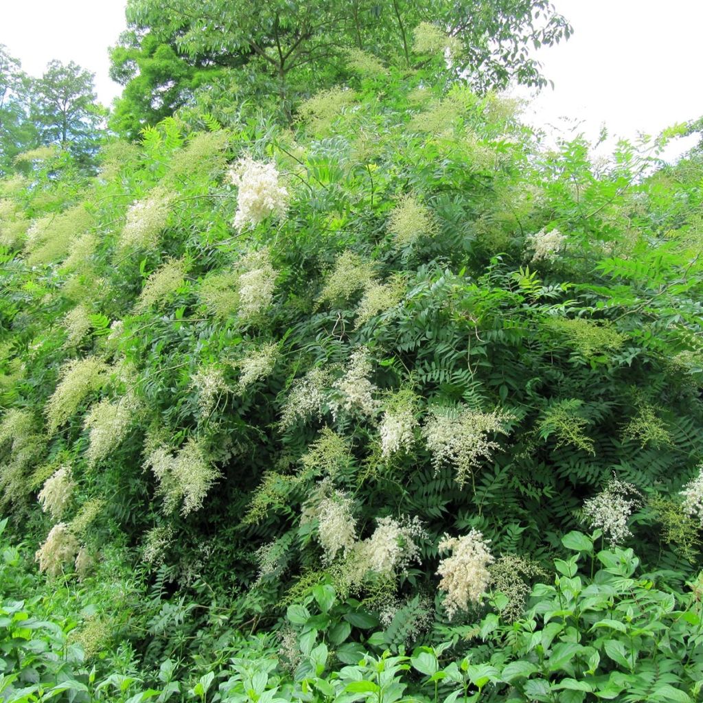 Viitapihlaja-angervo - Sorbaria sorbifolia