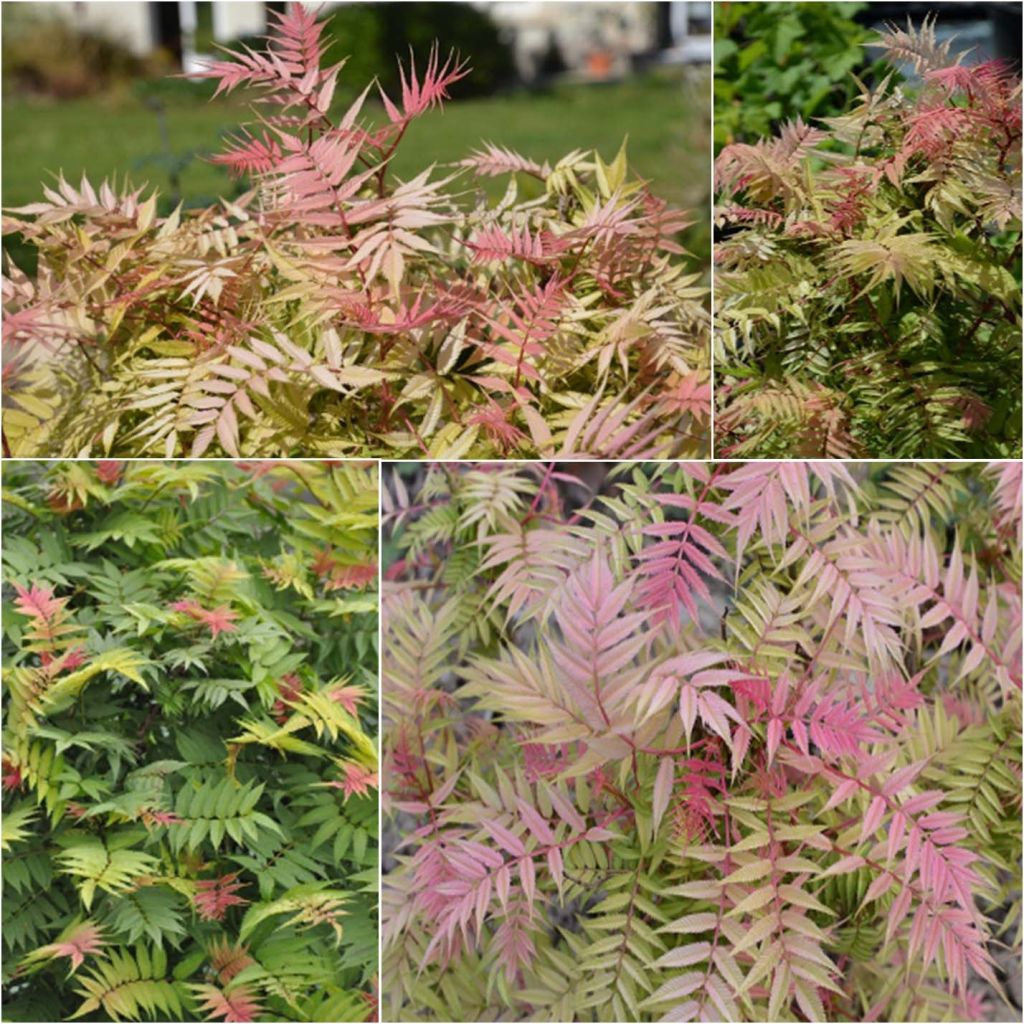 Viitapihlaja-angervo Pink Hopi