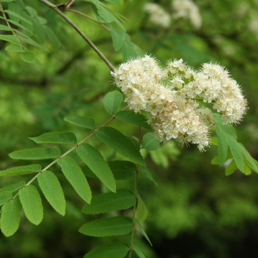 Pihlaja - Sorbus aucuparia