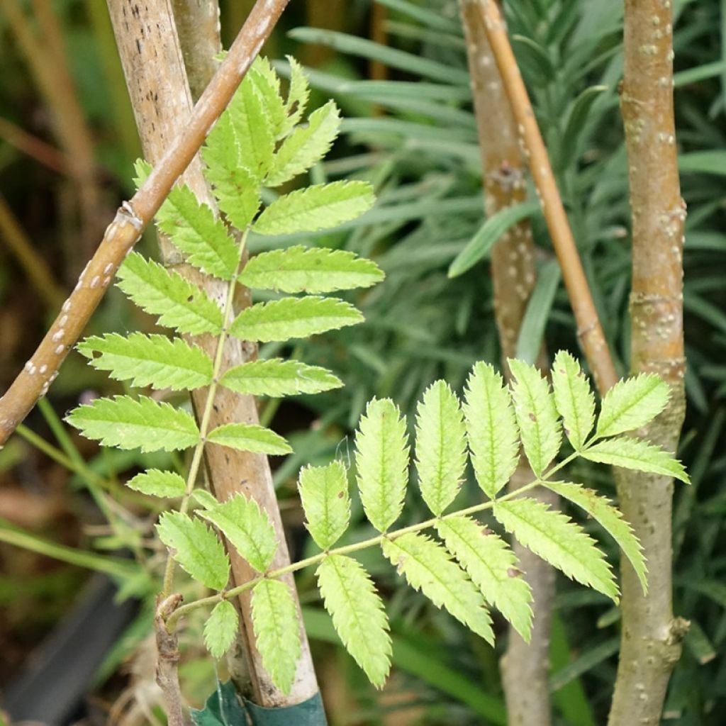 Fujinpihlaja - Sorbus matsumurana