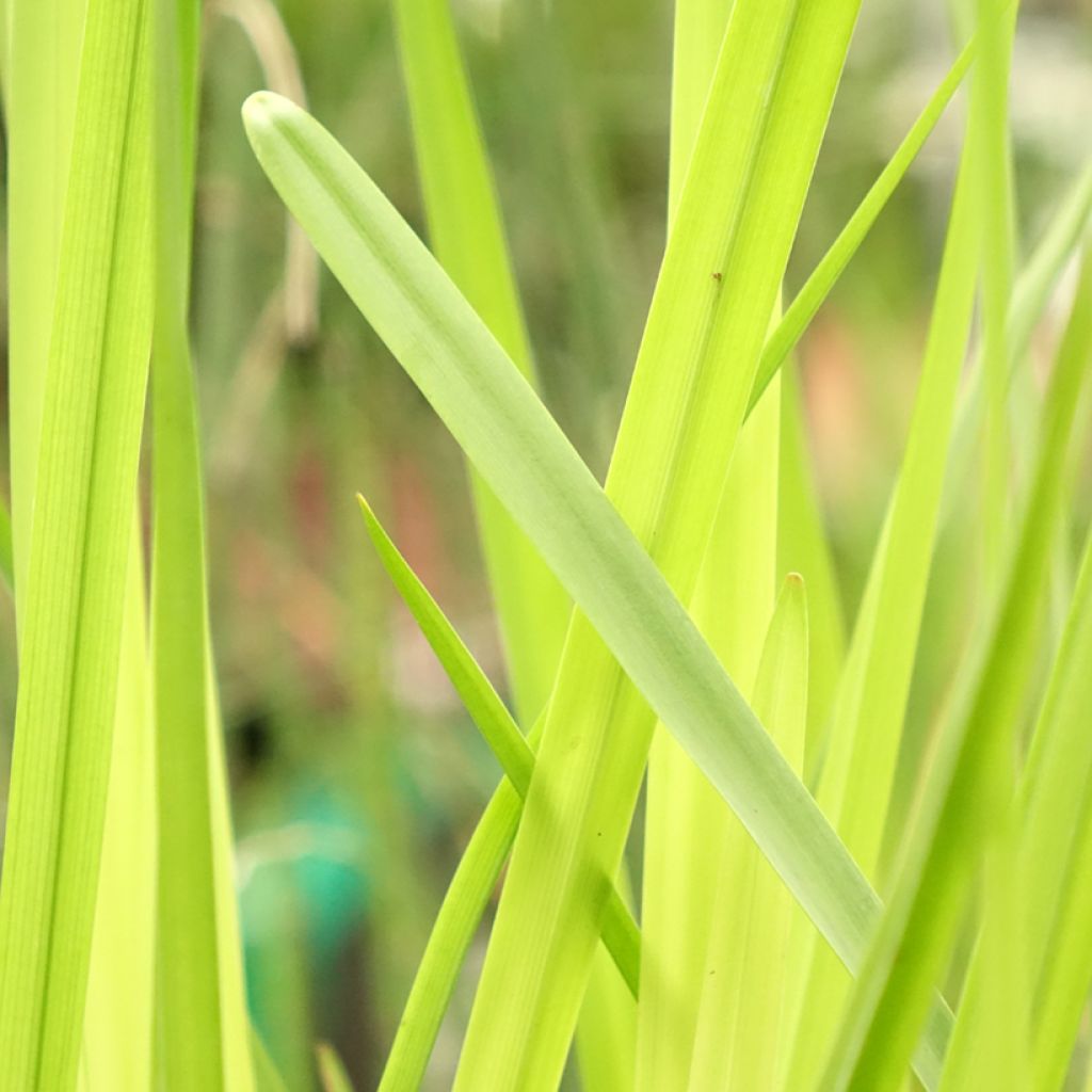 Haarapalpakko - Sparganium erectum