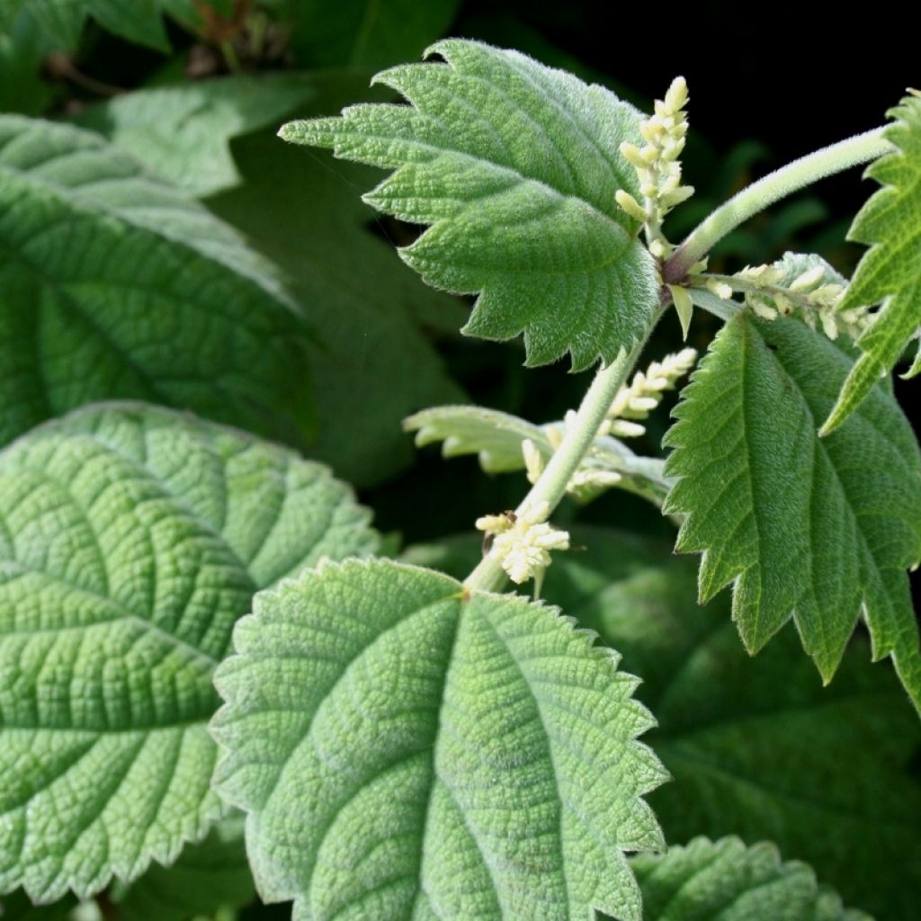 Rami - Boehmeria platanifolia