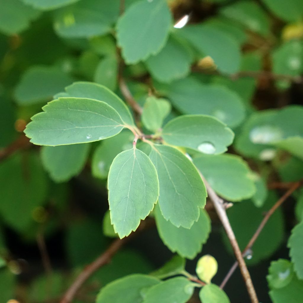 Pensasangervo - Spiraea x vanhouttei
