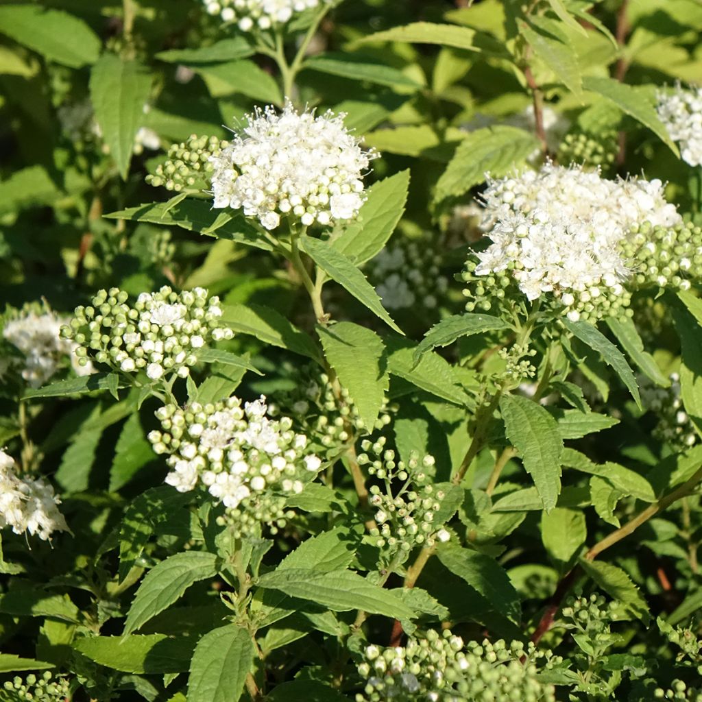 Japaninangervo Albiflora