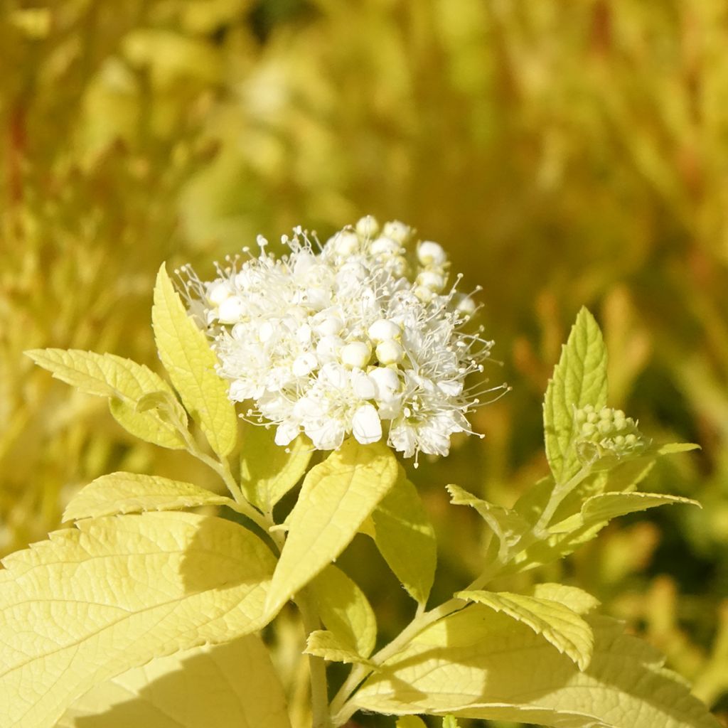 Japaninangervo White Gold