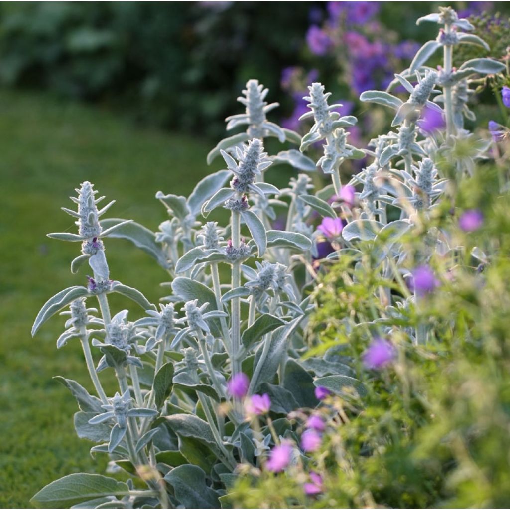 Nukkapähkämö - Stachys byzantina