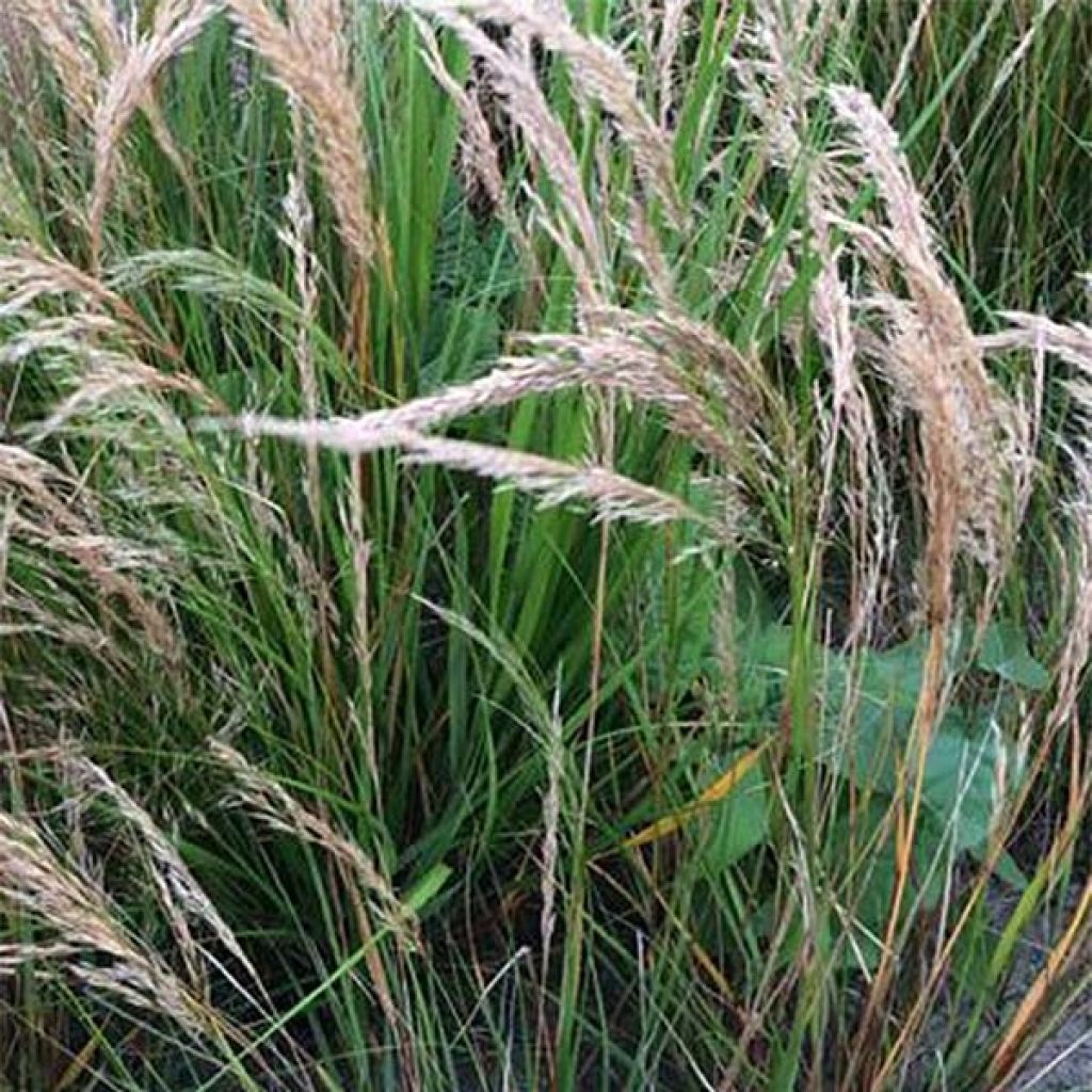 Höyhenheinä - Stipa calamagrostis