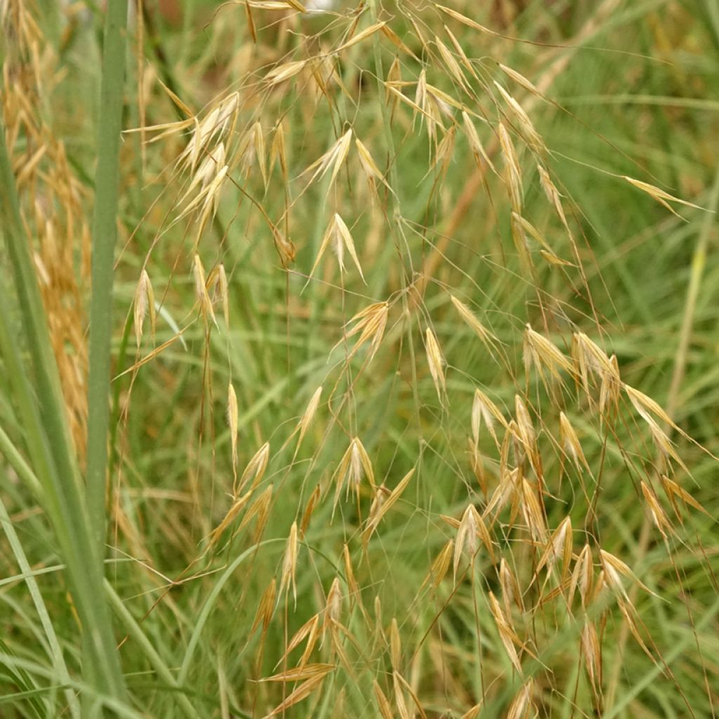 Jättihöyhenheinä - Stipa gigantea