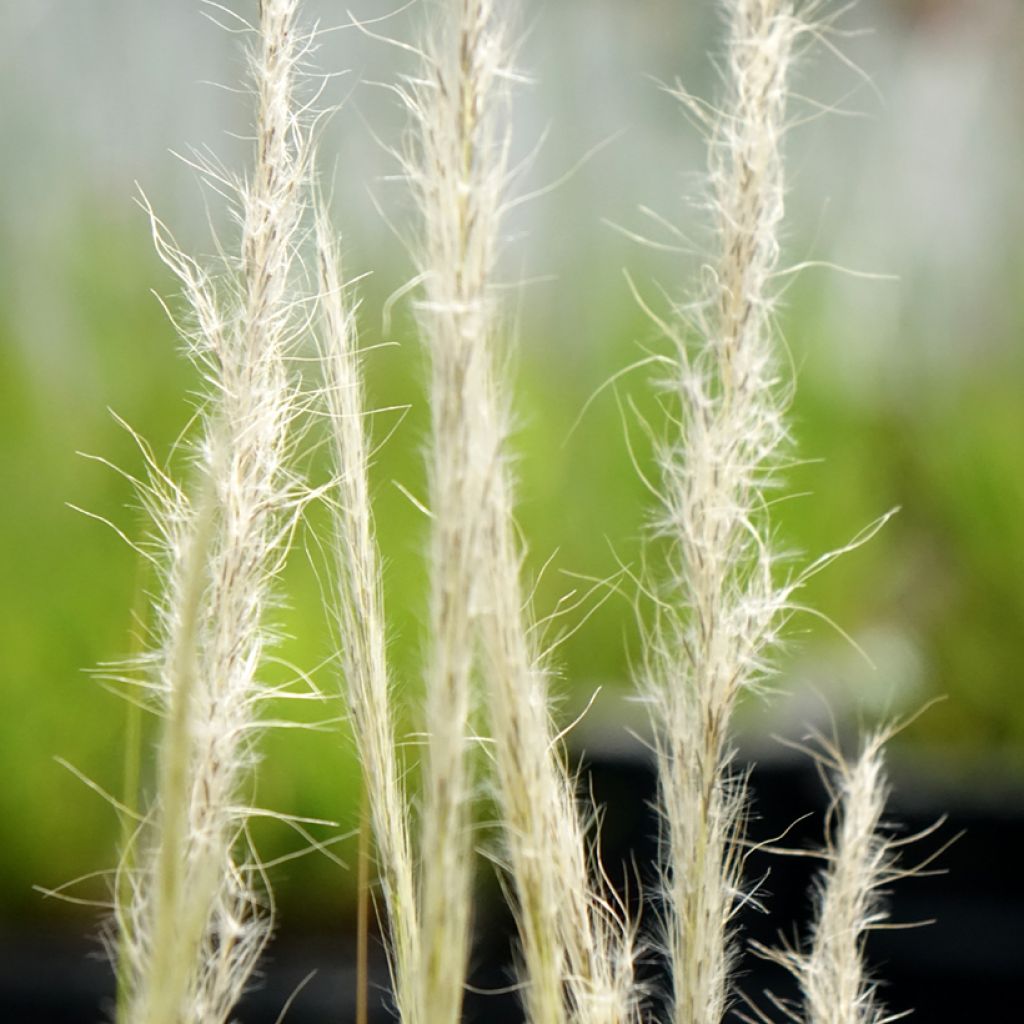 Höyhenheinä - Stipa ichu