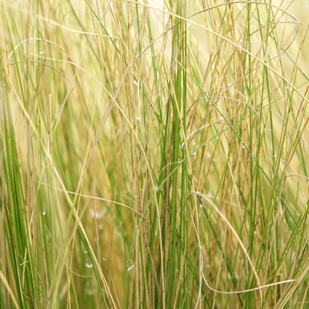 Unkarinhöyhenheinä - Stipa pennata