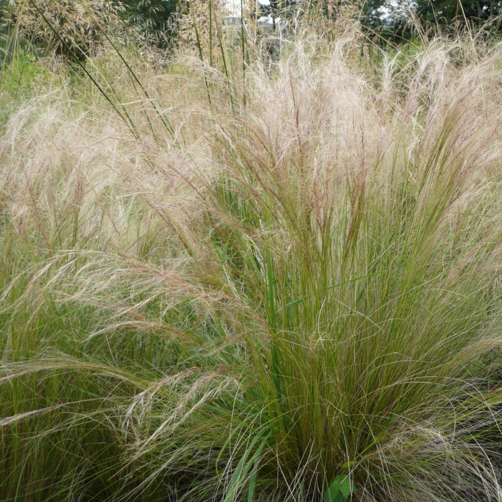 Höyhenheinä - Stipa tenuifolia