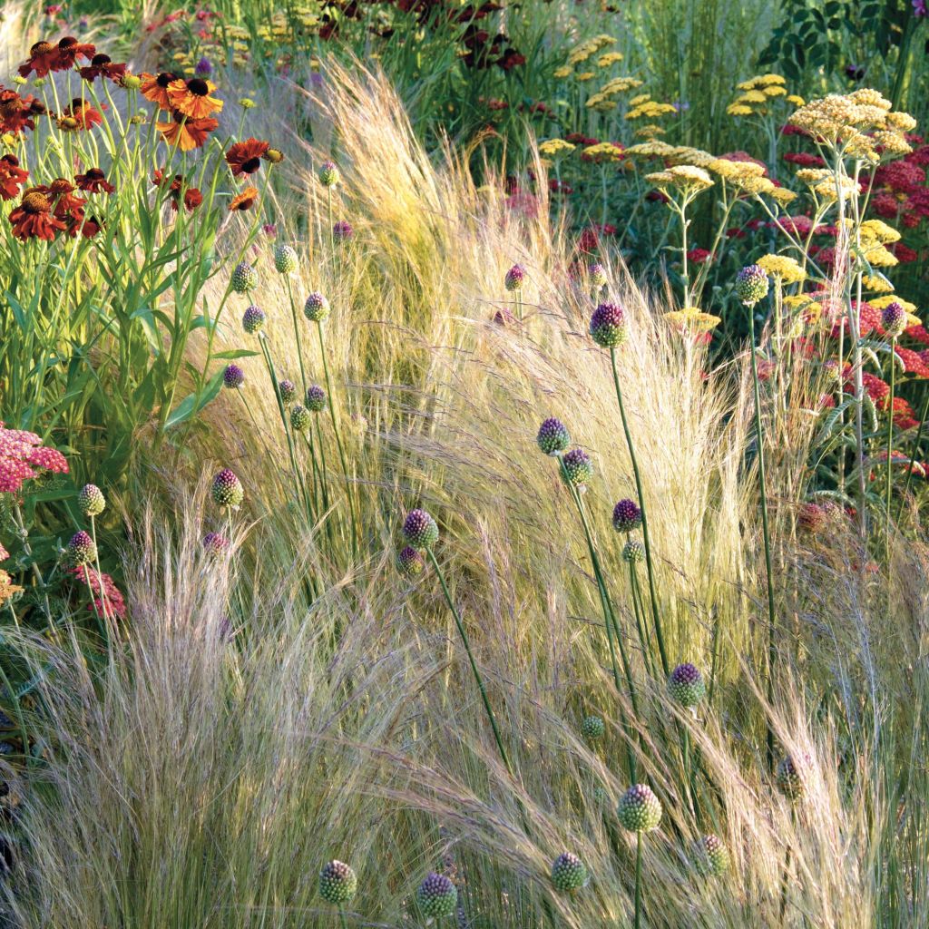 Höyhenheinä - Stipa tenuifolia