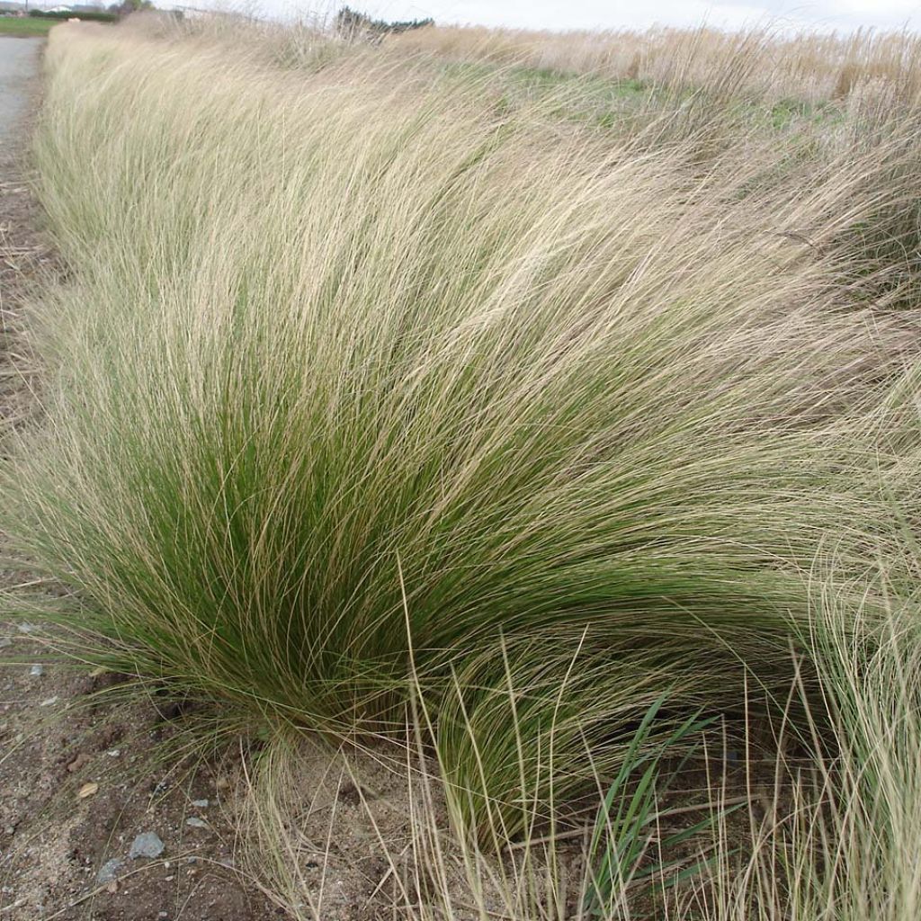Höyhenheinä - Stipa tenuifolia